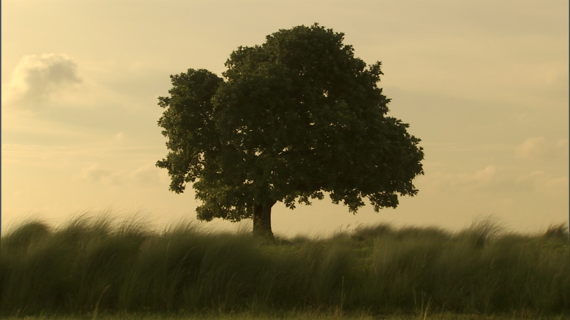 Film Still from The Scene of Crime (2011) Courtesy Amar Kanwar
