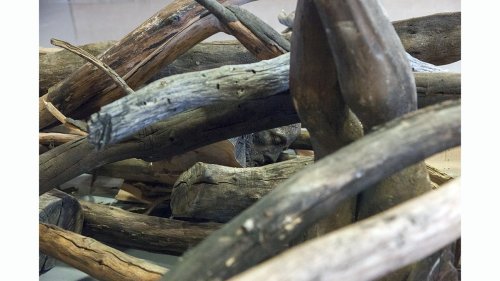 Danh Vo, "Log Dog" (detail), 2013