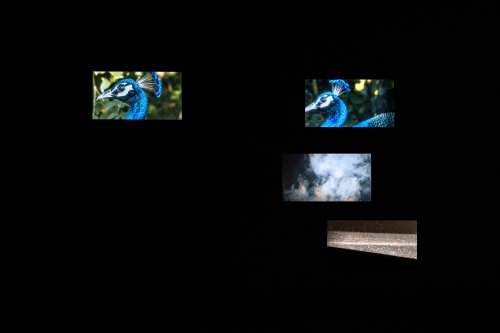 Amar Kanwar, The Peacock’s Graveyard, 2023, Pinault Collection. Installation view Amar Kanwar. Co-travellers, 2026 Ph. Marco Cappelletti Studio © Palazzo Grassi, Pinault Collection 