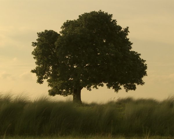 Film Still from The Scene of Crime (2011) Courtesy Amar Kanwar