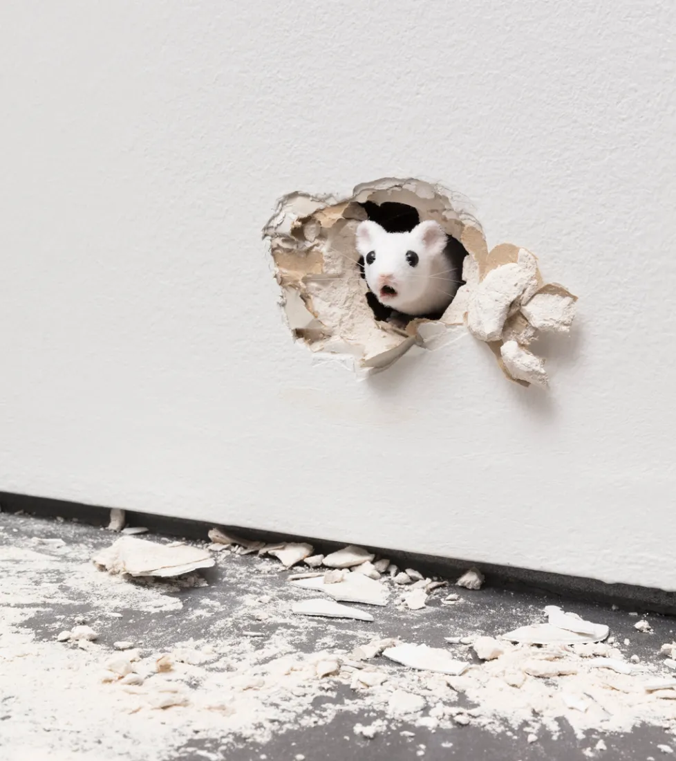 ryan gander