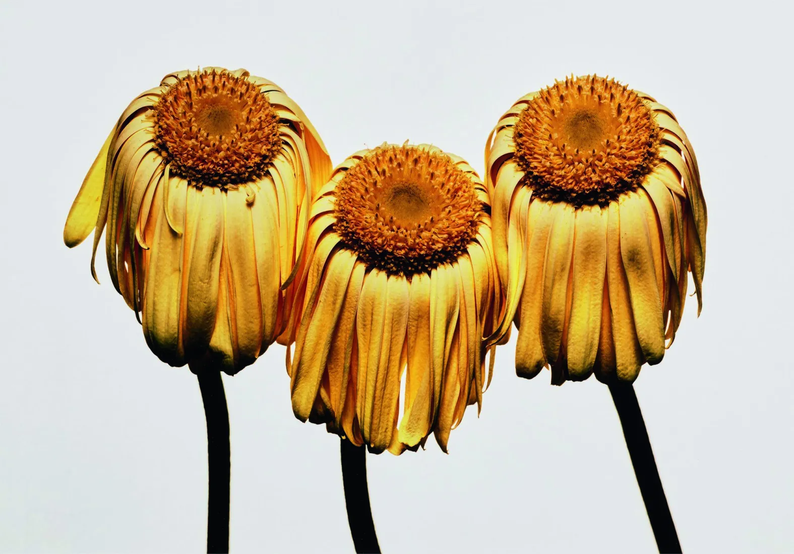 Irving Penn, Gerbera Daisy, 2006 © Irving Penn, Condé Nast Pinault Collection