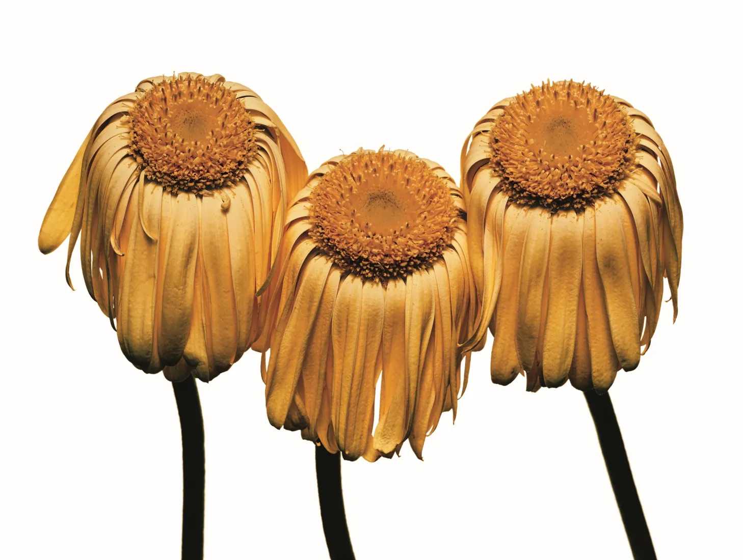 Irving Penn, Gerbera Daisy, 2006