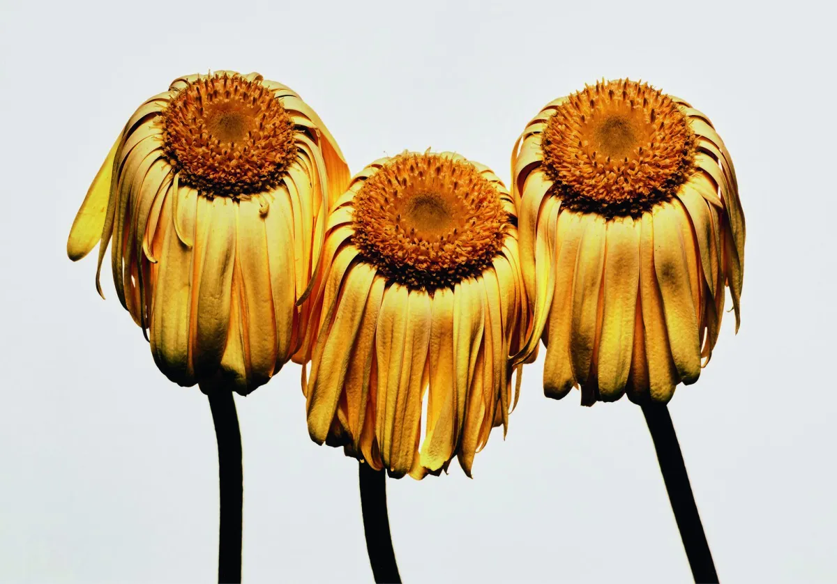 Irving Penn, Gerbera Daisy, 2006 © Irving Penn, Condé Nast Pinault Collection