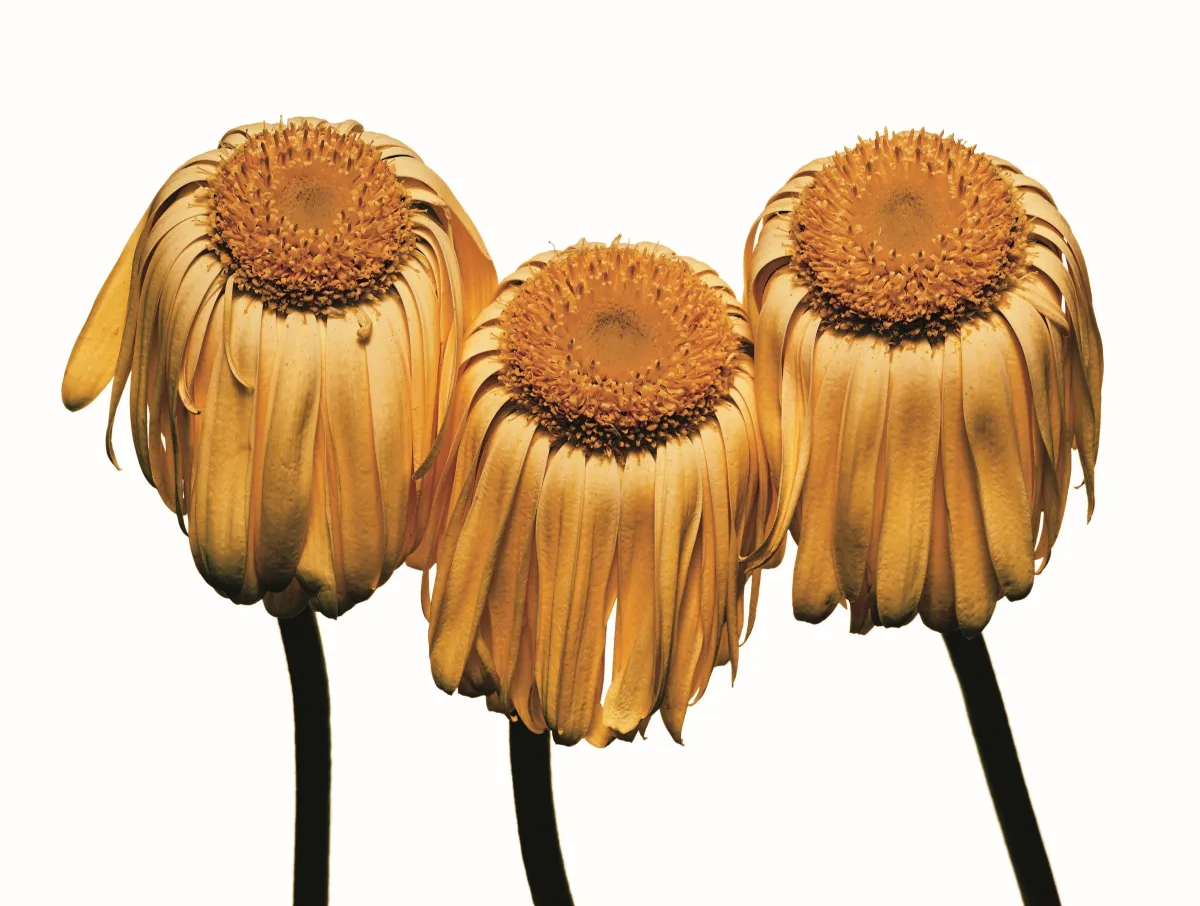 Irving Penn, Gerbera Daisy, 2006